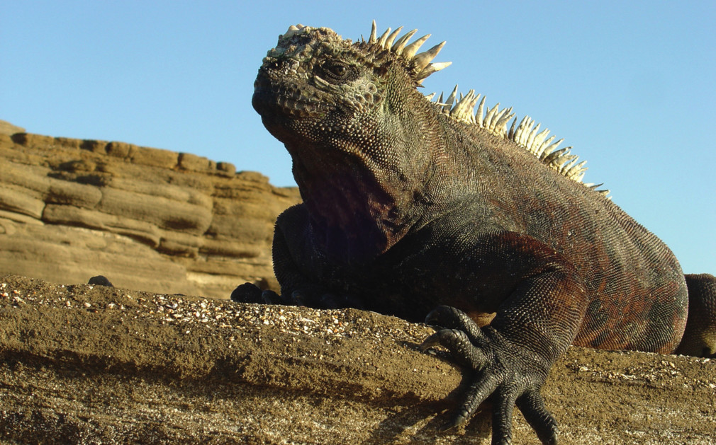 London To Galapagos Islands Flight Time London To Galapagos Islands Flight Time
