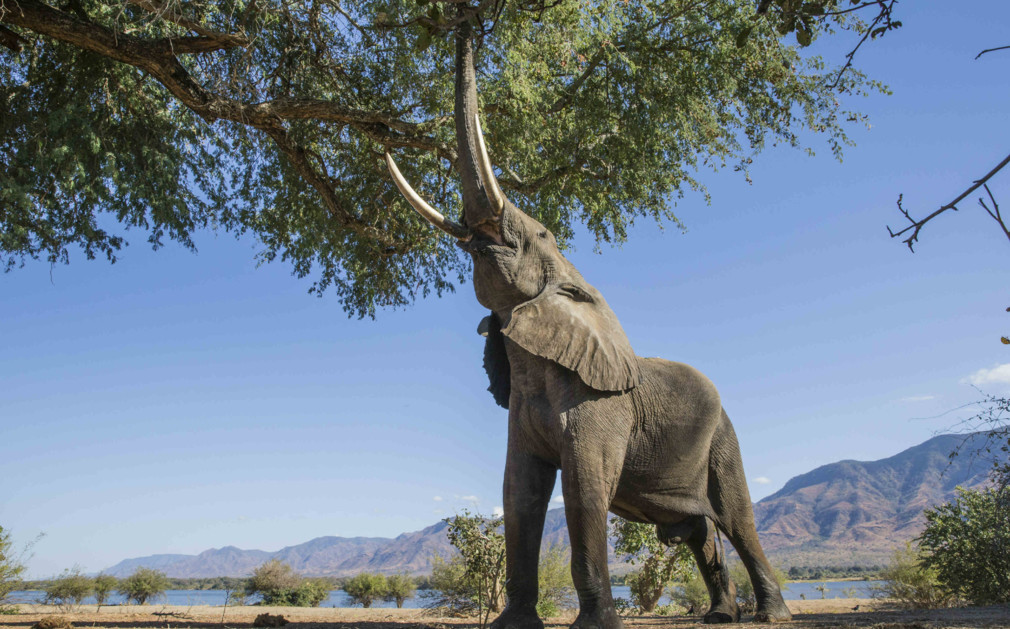 Things To Do in Victoria Falls, Zimbabwe Ravos Rail